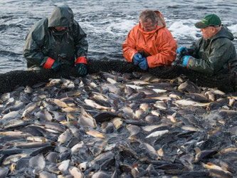 Im Handel setzen Discounter nach wie vor die größte Menge Fisch um und haben einen Marktanteil von 49 Prozent. Foto: Patrick Pleul