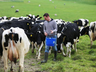 Ein Landwirt und Milchbauer gibt seinen Kühen Kraftfutter. Foto: Oliver Berg/Archiv