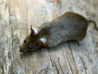 Hausbesitzer sollten sicherstellen, dass Ratten nicht durch Unrat und Lebensmittelabfälle aufs Grundstück gelockt werden. Foto: Arno Burgi