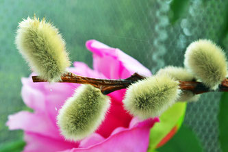 Im klassischen bayerischen Osterstrauß dürfen Palmkätzchen nicht fehlen (Symbolbild; Foto: pixabay.com / Anemone123)