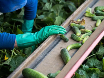 Gurkenernte: Laut Bauernpräsident Joachim Rukwied könnten Flüchtlinge gut als Erntehelfer arbeiten. Foto: Nicolas Armer/Symbolbild