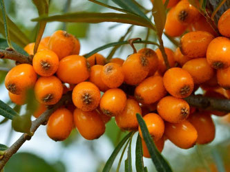 Aus Sanddorn-Beeren wird unter anderem Kosmetik hergestellt. Sie wirken reizlindernd. Foto: Patrick Pleul