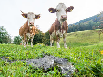 Rinder produzieren Hunderte Liter Methangas je Tier täglich. Foto: Marc Müller