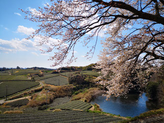 凱旋山から見下ろす山桜と茶畑風景