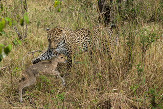 Leopard playing with young Reedbuck