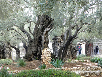Jesus Nachtquartier in Jerusalem: Garten Getsemani am Fuße des Ölbergs