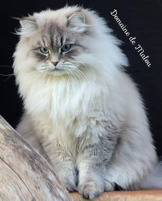 chat Siberien region parisienne