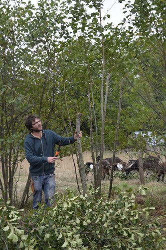 Lors d'une journée d'initiation à l'agroforesterie que j'ai animée, explication sur la manière de conduire un arbre en trogne (arbre têtard), manière ancestrale et durable d'amener du fourrage aux bêtes (ici les chèvres en arrière-plan), de fournir du boi