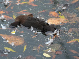 Eine tote Ente liegt im Yachthafen von Friedrichshafen. Foto: Felix Kästle