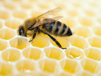 Deutschlands Imker haben 2015 nach ersten Schätzungen mehr Honig geschleudert als in den beiden Vorjahren. Foto: Patrick Pleul
