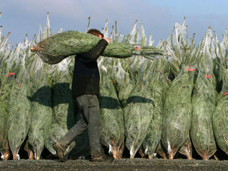 Die Preise für Christbäume sind dieses Jahr weitgehend stabil. Foto: Fredrik von Erichsen/Symbolbild