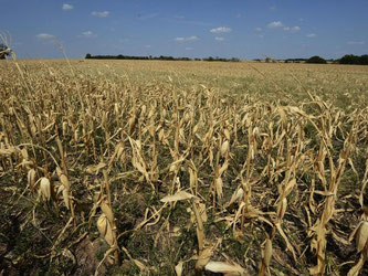 Extreme Hitze und Dürreperioden schränken die weltweite Getreideproduktion einer neuen Studie zufolge messbar ein. Foto: Larry W. Smith/Archiv