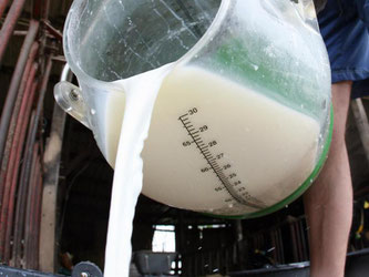 Ein Landwirt gießt auf seinem Hof Rohmilch in einen Eimer. Foto: Friso Gentsch/Archiv