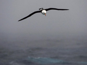 Schwarzbrauenalbatros: Auf ihren langen Reisen über monotone Wasserflächen orientieren sich einige Meeresvögel wahrscheinlich an Gerüchen. Foto: Dean Lewins