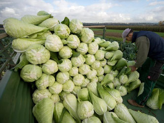 Landwirt Helmut Kizele stapelt Spitzkohl auf einem Anhänger. Foto: Marijan Murat/Archiv