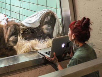 Interessiert verfolgen die Orang-Utan-Damen Conny (l) und Sinta (r) in der Wilhelma in Stuttgart Videos von Orang-Utan-Mann Gempa. Foto: Harald Knitter/Wilhelma/dpa