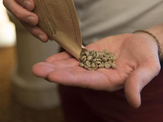 Hans Stier zeigt grüne Kaffeebohnen. Die sollen in einem Rutsch geröstet, gemahlen und aufgebrüht werden. Foto: Jason Ogulnik