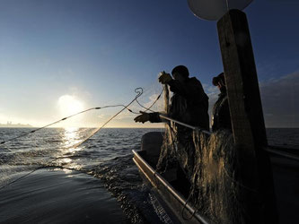 Die Zahl der Berufsfischer am Bodensee soll deutlich sinken. Foto: Felix Kästle/Archiv