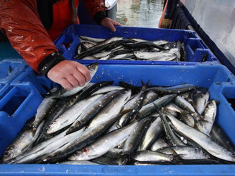 An der Fischtheke wird es immer teuerer: Fisch kostete im November 2015 rund 16,3 Prozent mehr als im Jahr 2010. Foto: Bernd Wüstneck