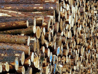 Holz ist ein wertvoller Natur-Rohstoff. Dennoch sollten Anleger nicht ihr ganzes Vermögen in Wälder investieren, rät die Verbraucherzentrale Bremen. Foto: Jens Wolf