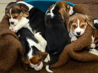 Aus einem Tiertransporter gerettete Beagle-Welpen. Zollbeamte den Tansport aus Osteuropa überprüft und 77 Tiere sichergestellt. Foto: David Ebener/Archiv