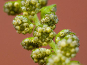 Detailaufnahme des Pollenstandes einer Beifuß-Ambrosie-Pflanze (Ambrosia artemisiifolia). Foto: Patrick Pleul/Archiv