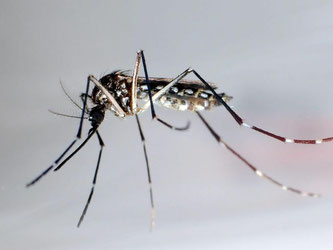 Dengue-Virus wird durch Mücken der Gattung Aedes aegypti übertragen. Foto: Gustavo Amador