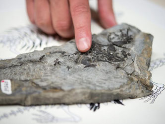 Eine Hand deutet auf ein Fossil. Foto: Daniel Naupold
