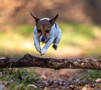 Osteopathie am Hund Diana Tiebes