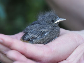 Hausrotschwanz (Phoenicurus ochrurus), Foto: N. Chalwatzis