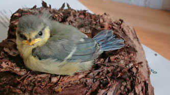 junge Blaumeise (Cyanistes caeruleus), Foto: D. Chalwatzis