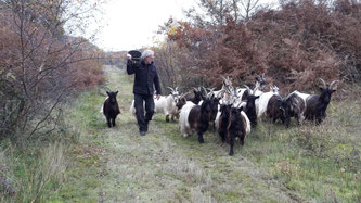 Bernd Arnold bringt die Tiere auf eine neue Weide: Foto: NABU Rhein-Erft