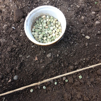pois, graines, semis, potager