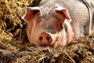 Schwein glücklich Tierwohl