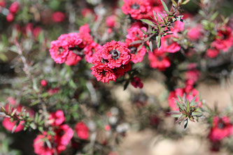 Manuka Blüte