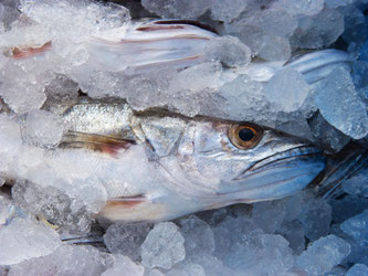 Frischer Fisch auf Eis