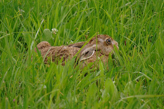 Feldhase im Gras