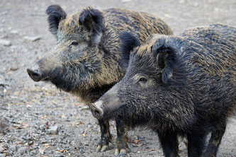 2 Wildschweine