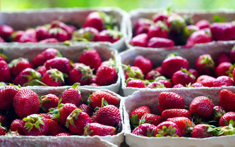 Frische Erdbeeren in Tassen