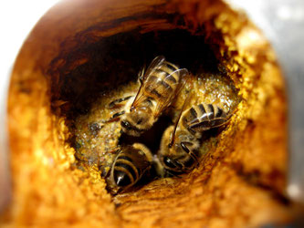Bienen Königin