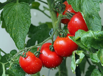 Tomaten auf der Pflanze