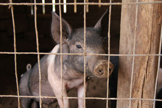 Schwein schaut aus dem Stall