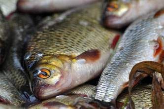 frischer Fisch