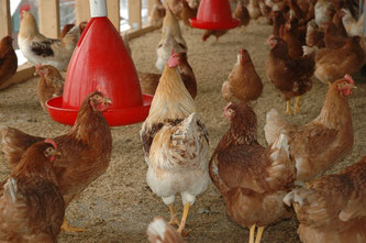 Hühner im Stall