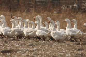 Gänse in einem Gehege