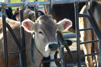 Kalb im Stall