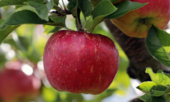 Äpfel am Baum