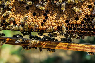 Bienen Waben Honig