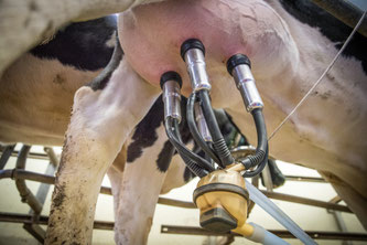 Milcheuter mit Melkmaschine