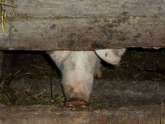 Schwein im Stall
